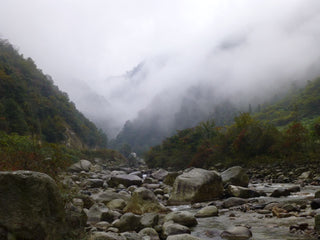 Tonic Herbs - Adaptogenic Herbs & Botanicals