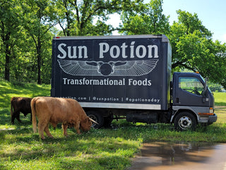 Sun Potion Truck and Two Highland Cows
