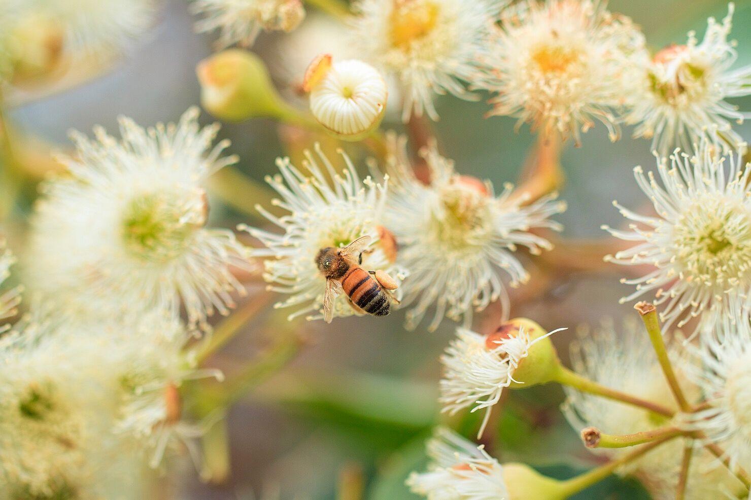 Bio-Active Honey