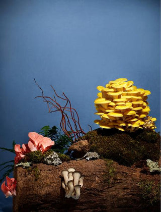 How to Choose Functional Mushrooms: A Buyer's Guide