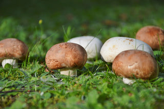 INTRODUCING AGARICUS BLAZEI