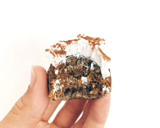 REISHI PUMPKIN FAT BALLS - Sun Potion