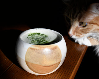 EDIBLE BEAUTY: MY MORNING MATCHA