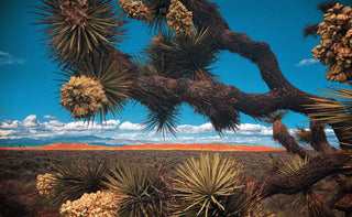 IN CONVERSATION: PHOTOGRAPHER RICHARD LEE SMITH JR. - Sun Potion