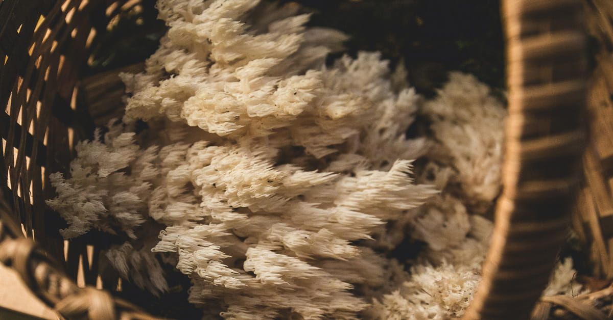 Functional Mushroom Benefits: Reishi, Cordyceps, Lion’s Mane