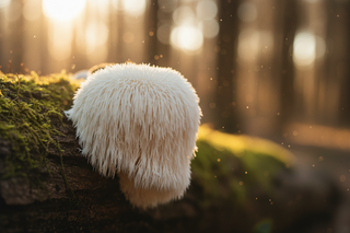 Lion's Mane Benefits: A Guide to the Focus & Clarity Mushroom
