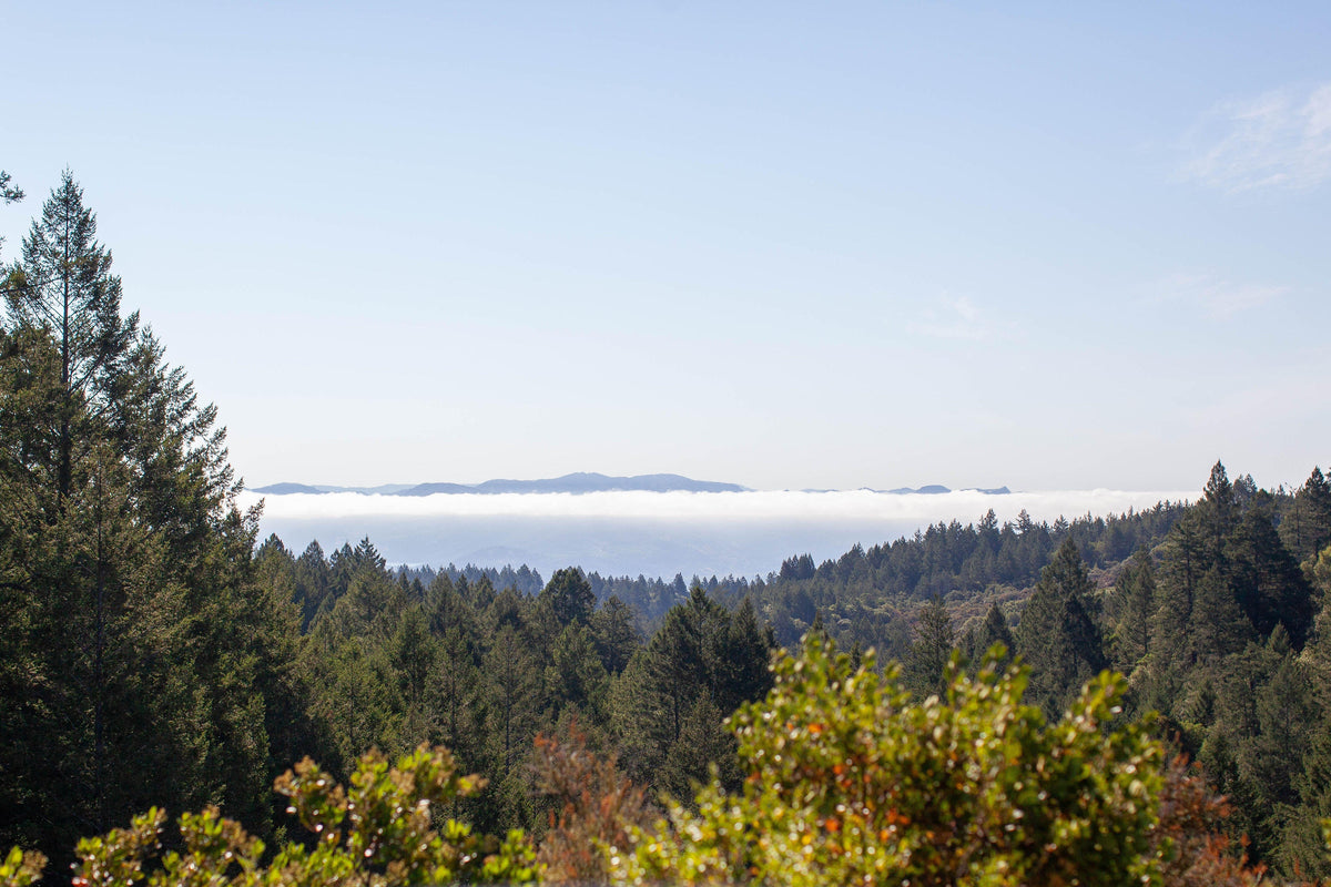 IN CONVERSATION: JARED & VELISA PICKARD OF BE HERE FARM + NATURE - Sun Potion