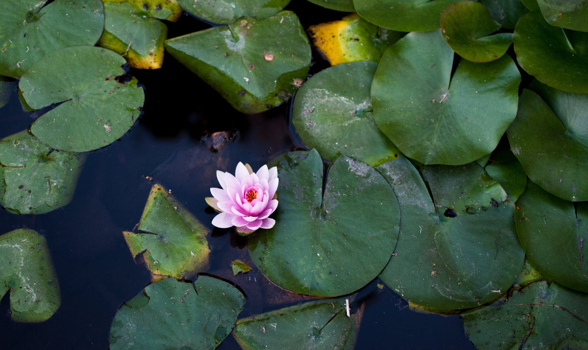SERENITY MEDITATION WITH ALICE YORK - Sun Potion