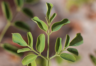Superfoods - Sun Potion