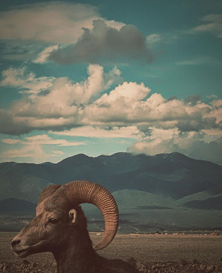 Immunity & Longevity — Adaptogens for Resilience & Renewal