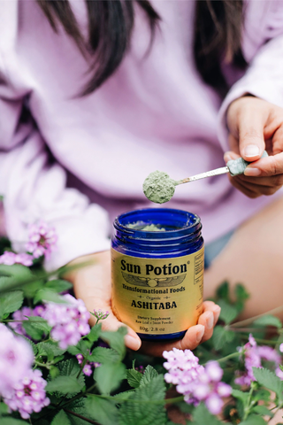 Ashitaba Leaf & Stem Powder (Wild Harvested) - Sun Potion