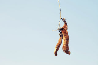 Organic Mucuna Pruriens Powder (Standard + Travel Pair)