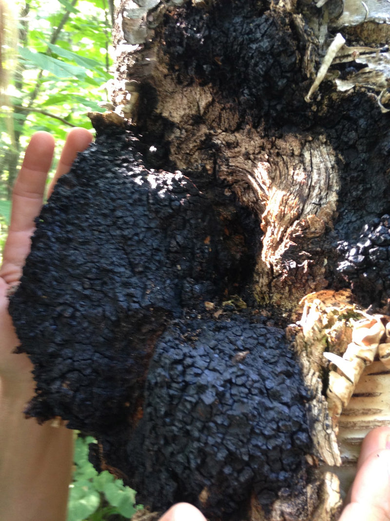 Chaga on birch, 2014