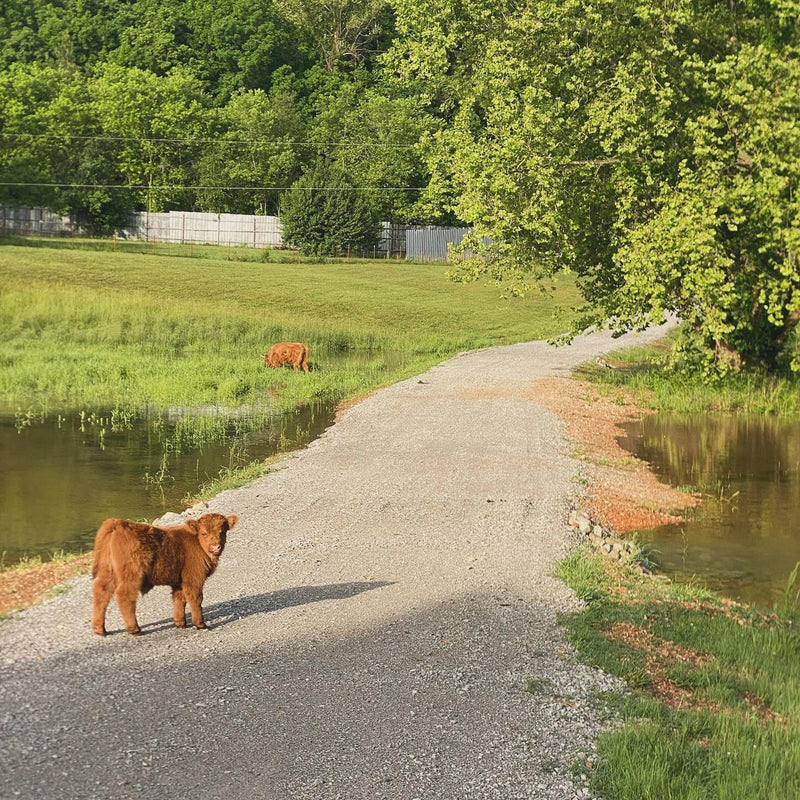 Highland calf on the gravel road, 2025