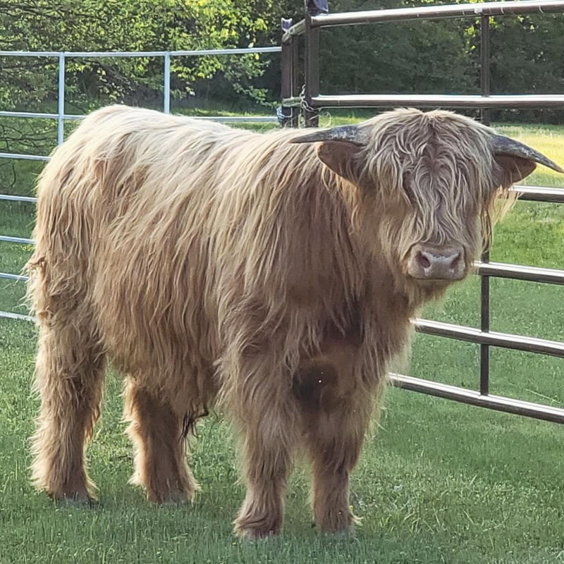 Highland at the fence, 2025