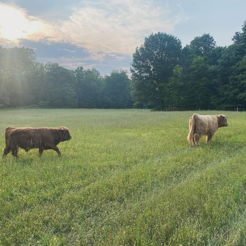 The herd in the pasture, 2025
