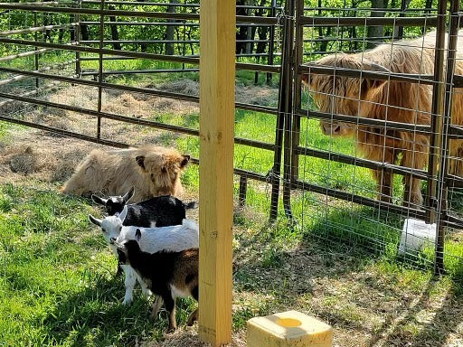 Goats and Highlands at the fence, 2023